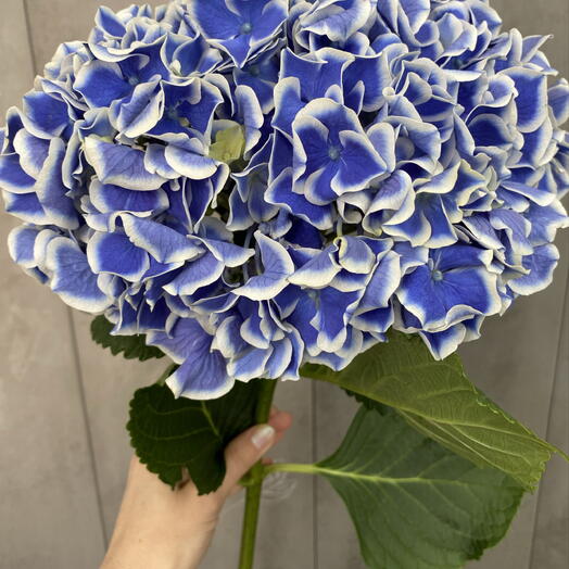 Гортензия синяя 💙 гигант