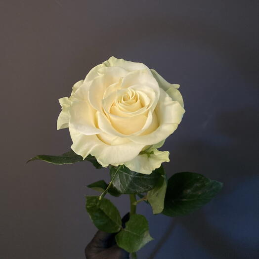 Роза «Мондиаль»