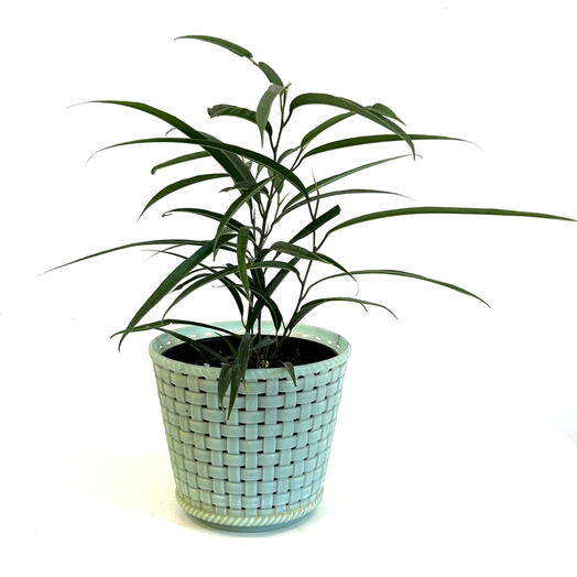 Фикус Али (Ficus binnendijkii) в керамическом горшке