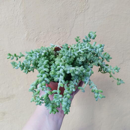 Седум