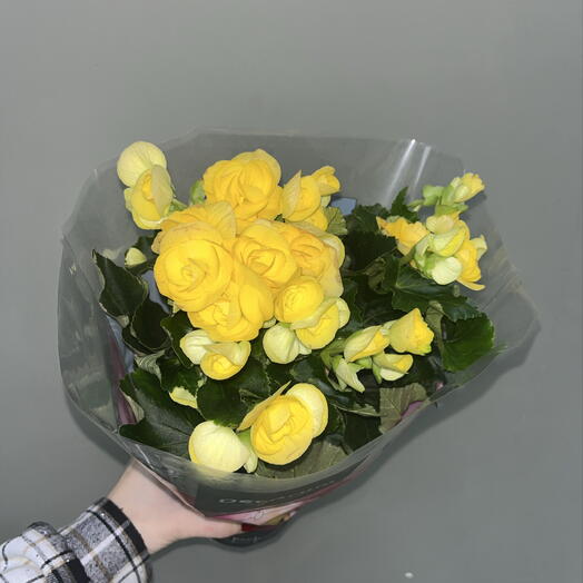 Бегония клубневая желтая