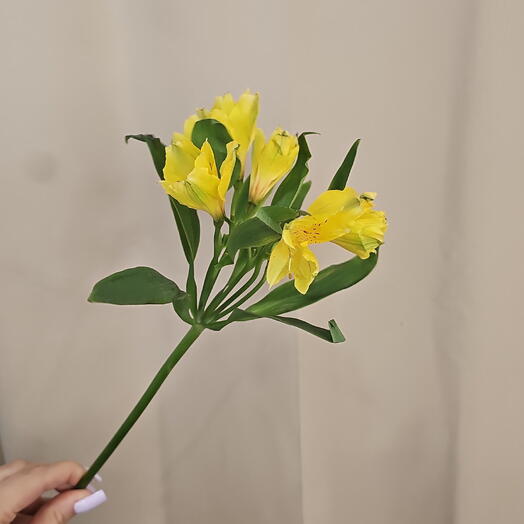 Альстромерия желтая