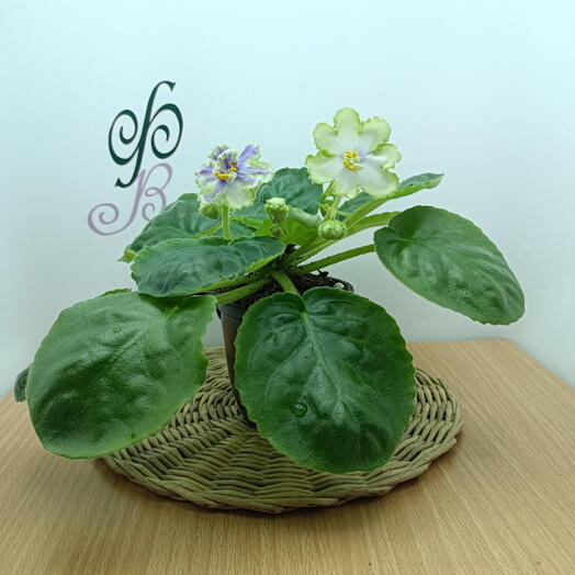 Фиалка (*105), сенполия