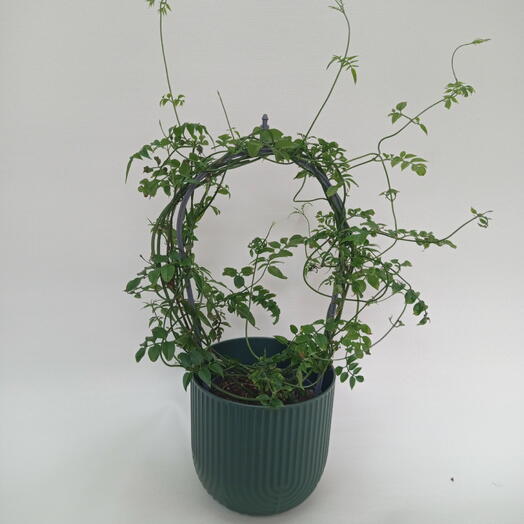 Жасмин /Jasminum