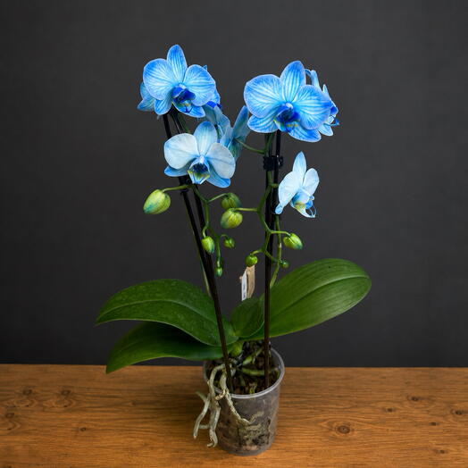Орхидея Phalaenopsis mini blue