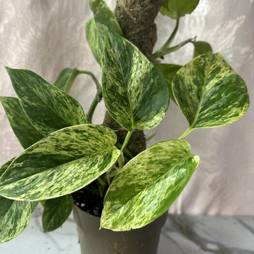 Эпипремнум «Марбл Квин» (Marble Queen)