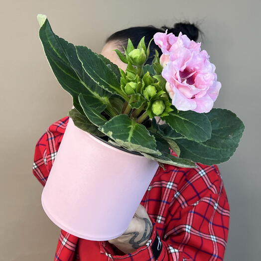 Комнатное растение гибискус 🌺 в подарочной коробке