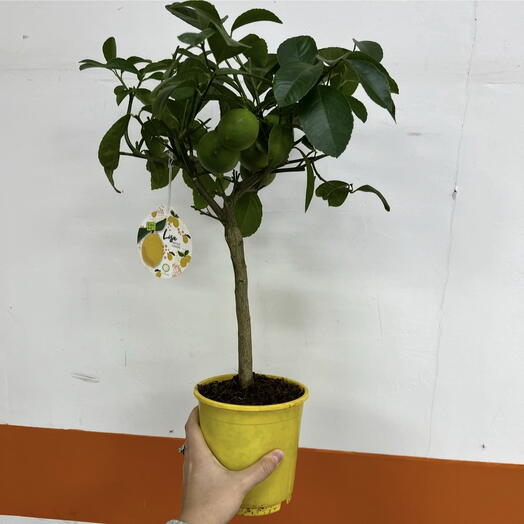 Лимонное дерево с плодами цитрус 🍋‍🟩