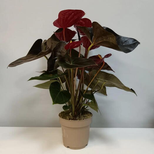 Антуриум Black