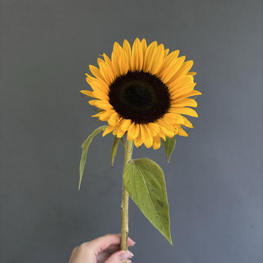 Подсолнух🌻