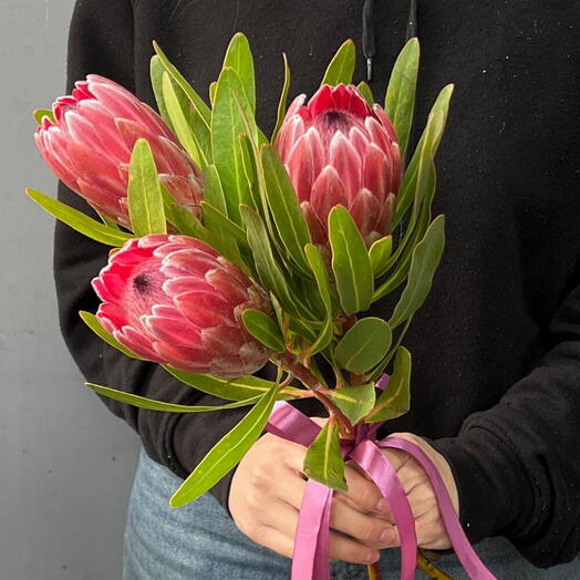 Протея 3 шт🌹
