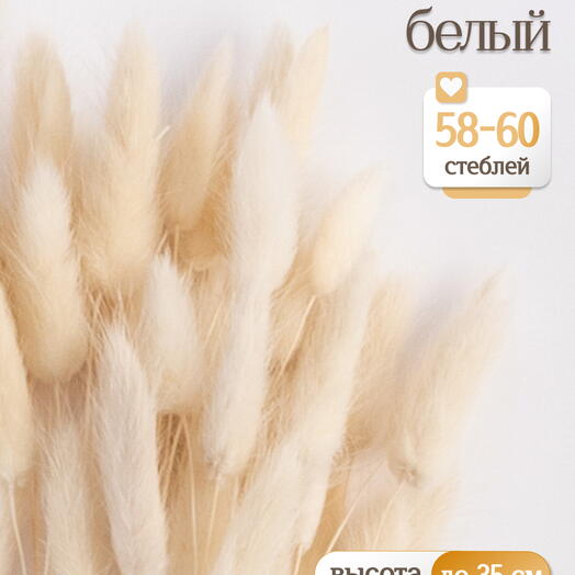 Лагурус белый 60 шт. Высший сорт. Высота 25-35 см М224