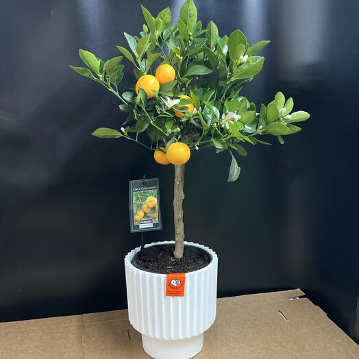 Цитрус 🍊 коламандин с плодами и ароматными цветочками