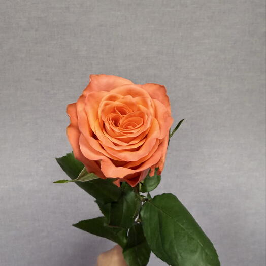 Роза одноголовая  харт файер 🧡