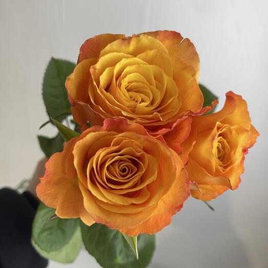 Розы рыжие 🧡3