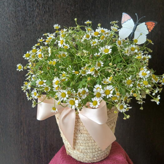 Композиция из ромашек,15 шт.
Букетная s