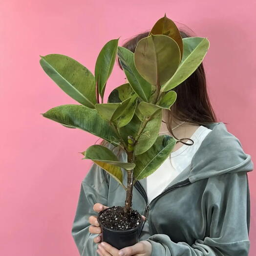 Фикус 💚