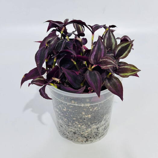 Домашнее растение Традесканция Перпл Джой Tradescantia zebrina Purple Joy в техническом кашпо