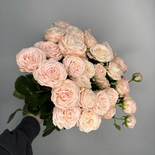 Пачка кустовых пионовидных роз «Бомбастик» 🌹