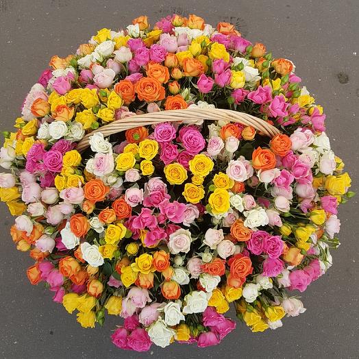 101 rosas de arbusto De mezcla