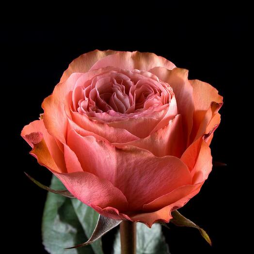 Rosa Cajala Ecuador 60 cm