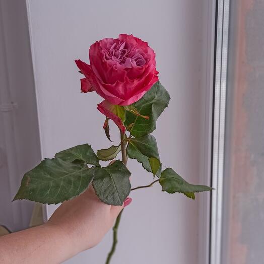 Rosa peonía