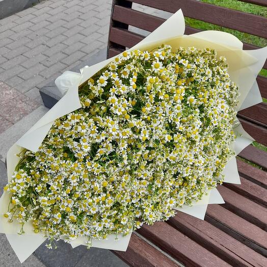 101 кустовая ромашка