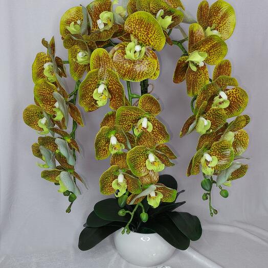 Orquídeas de látex