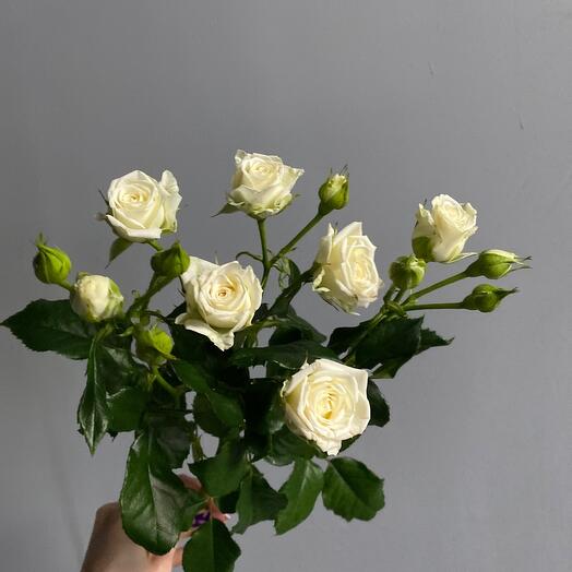Rosa de arbusto blanco