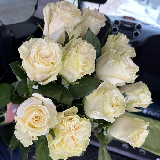 White Rose