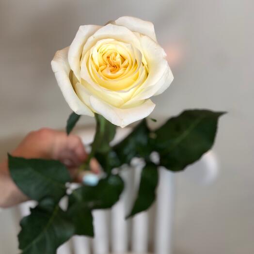 Роза Пионовидная Эквадор