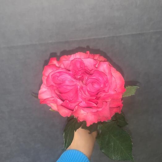Cantribluse 60 cm