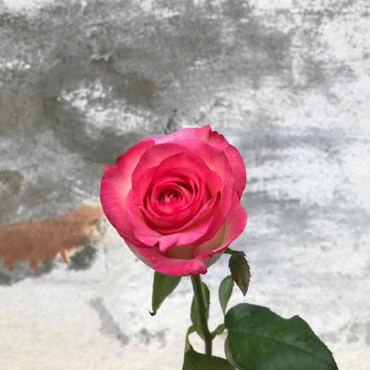 Rosa "Jumilia" 50 cm