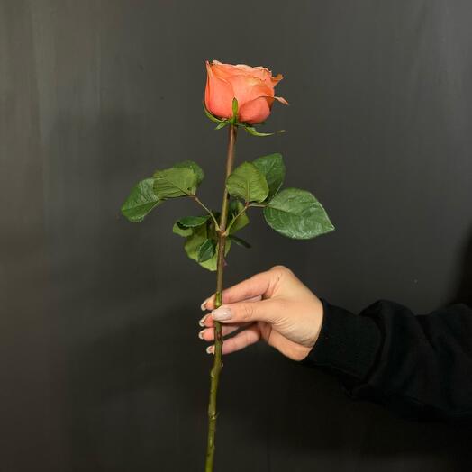 Ecuadorian Rose Cajala