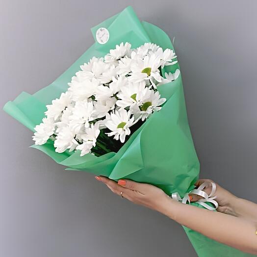 Chrysanthemum chamomile