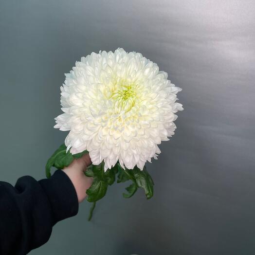 One-headed chrysanthemum