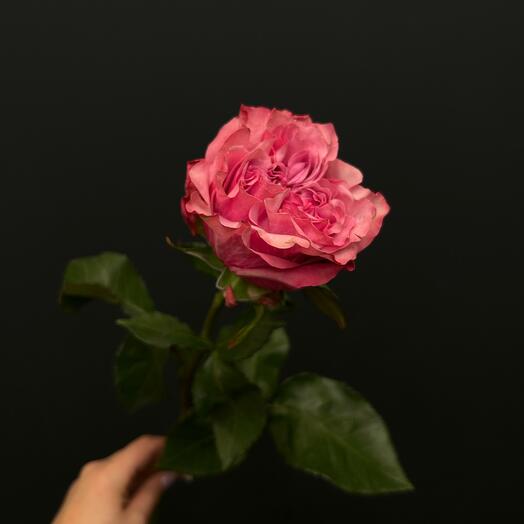 Rosa Peonía 60 cm
