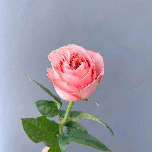 Роза «Pink Expression» 60см
