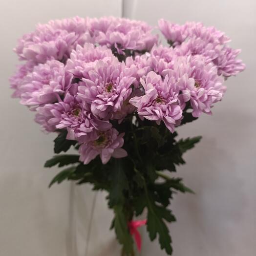 Bouquet of 5 pieces rose bush chrysanthemums Holland, composition of rose bush chrysanthemums