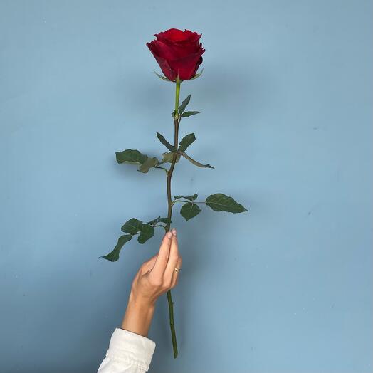 Красная Роза Эксплоер 60см