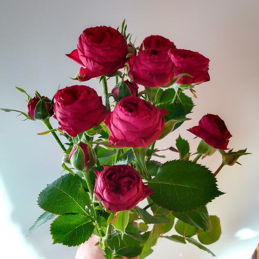 Bushy peony-shaped roses