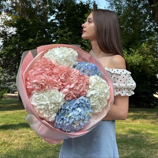 A cloud of hydrangeas
