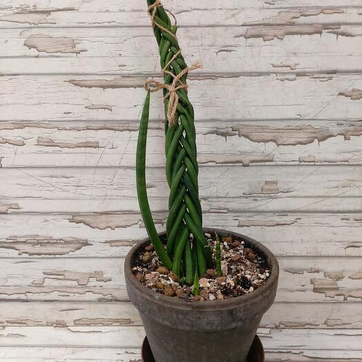 Sansevieria cylindrical