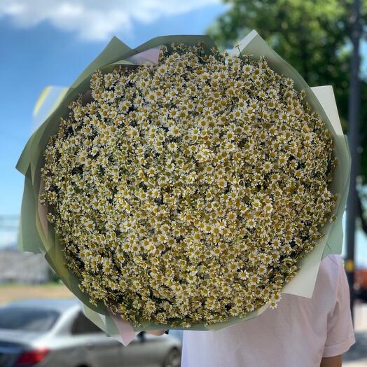 Ромашки