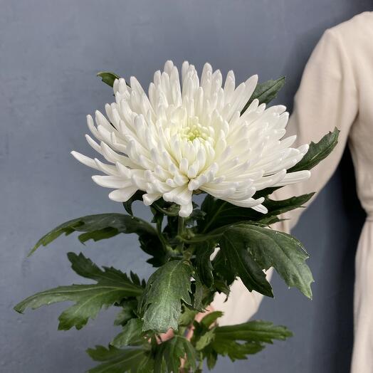 White single-headed chrysanthemum Topsin variety