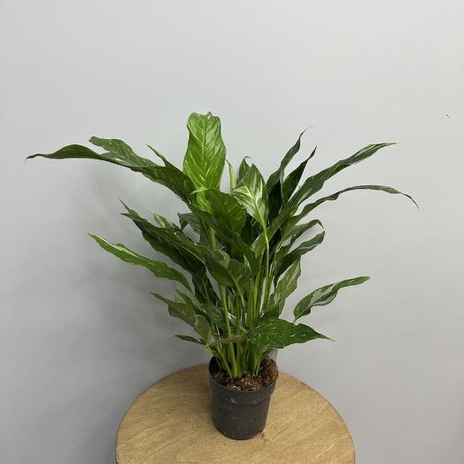 Спатифиллум Даймонд