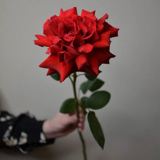 Ажурная красная Роза ( Эквадор )