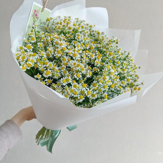 Летняя радость  (25 кустовых полевых  ромашек)
