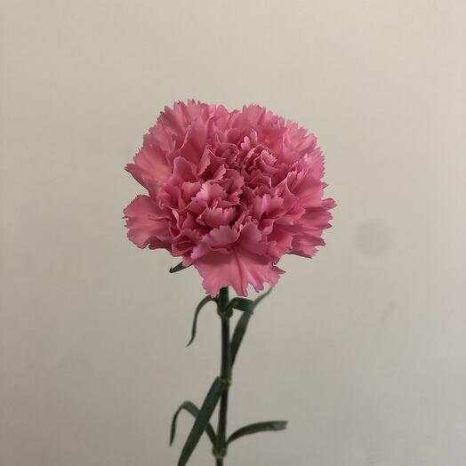 Carnation