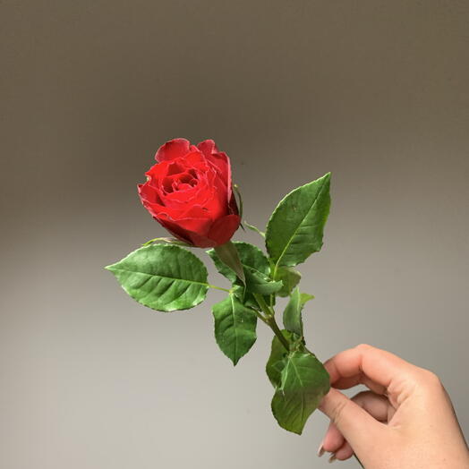 Rosa roja 40cm